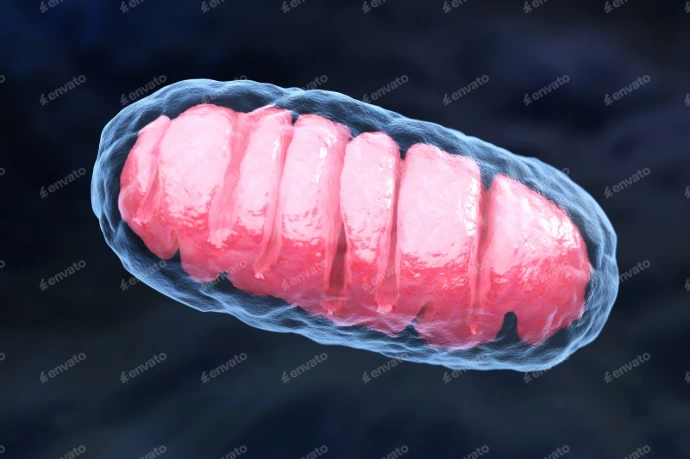 Fonction mitochondriale et métabolisme énergétique cellulaire