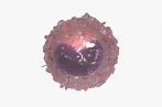 Reprology